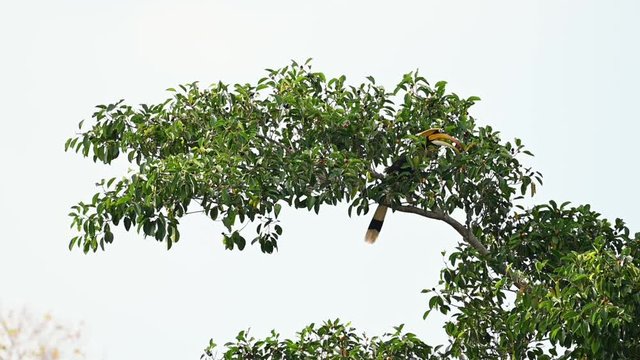 Great Hornbill, Buceros bicornis, picking ripened fruits on its left side with it huge long bill and tossing them up and then it swallows.