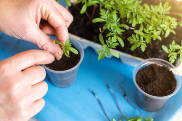 Seeding houseplants and sprouts seedling in pots with soil	