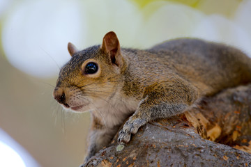 Obraz premium Grauhörnchen in Florida