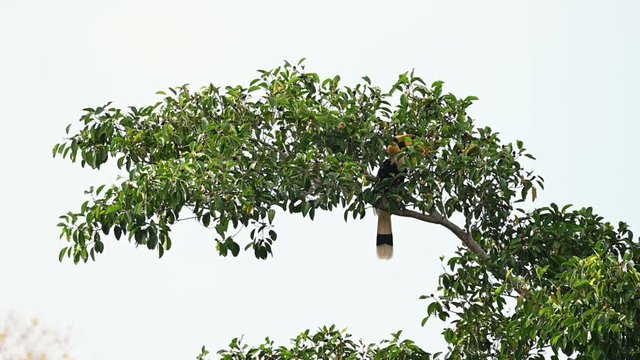 Great Hornbill, Buceros bicornis, feeding on fruits deep in the top branch of a tree on a mountain ridge then jumps off to another branch to feed.