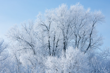 Winter landscape of frosted trees in a rural setting, Michigan, USA