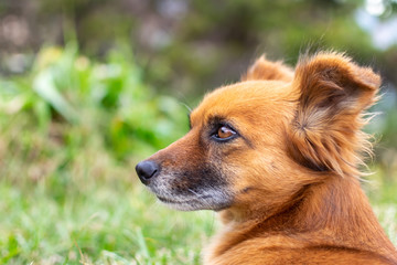 Portrait of a dog in the Grass