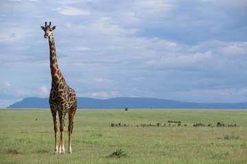 Giraffe posing for a picture during a Safari in Masai Mara (Kenya)