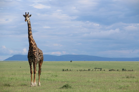 Giraffe posing for a picture during a Safari in Masai Mara (Kenya)