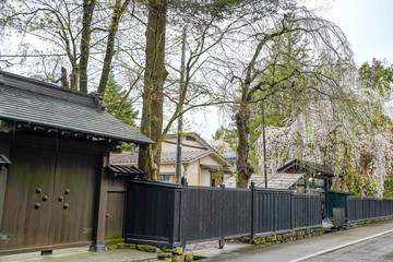 Kakunodate Bukeyashiki Street (samurai residences) in springtime cherry blossom season rainy day. Japanese traditional scene, beauty full bloom pink sakura tree flowers. Akita, Japan