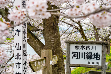Hinokinai River riverbank in springtime cherry blossom season sunny day. Visitors enjoy the beauty full bloom pink sakura trees flowers. Town Kakunodate, Semboku District, Akita Prefecture, Japan