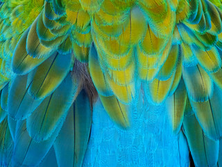 Closeup of the blue yellow feathers of tropical Macaw parrot