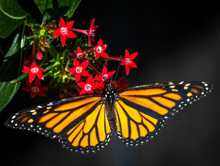 Claoeup of orange and black, nature, natural,  Monarch butterfly  (Danaus plexippuson) small red flowers with black background