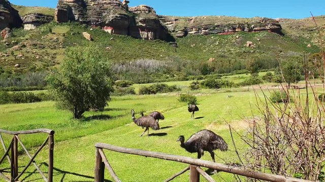 Large pairs of Emu flightless birds wondering around Camelroc guest farm between chalets