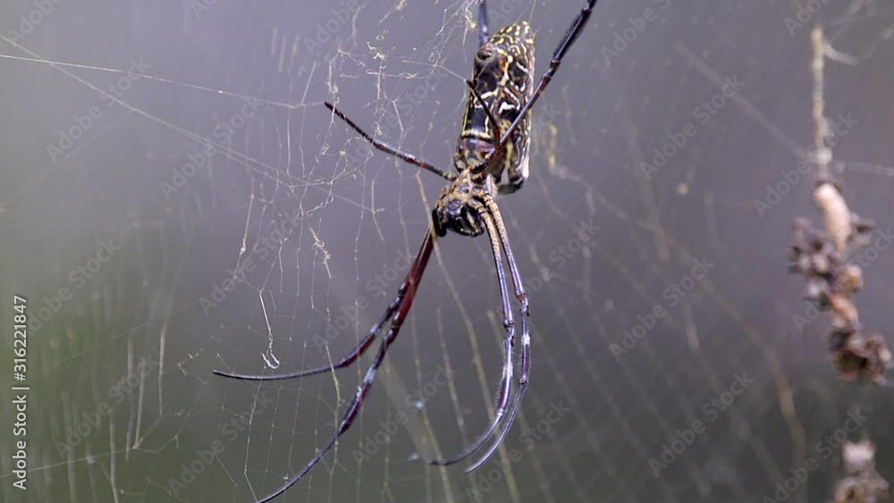 Poster a golden orb web spider moving it's fangs while being steady on it's web - close up