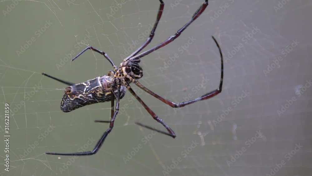 Poster a golden orb web spider steady waiting for an insect to get trap in it's web - close up
