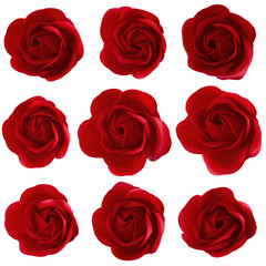 Red rose blossom isolated on white background.