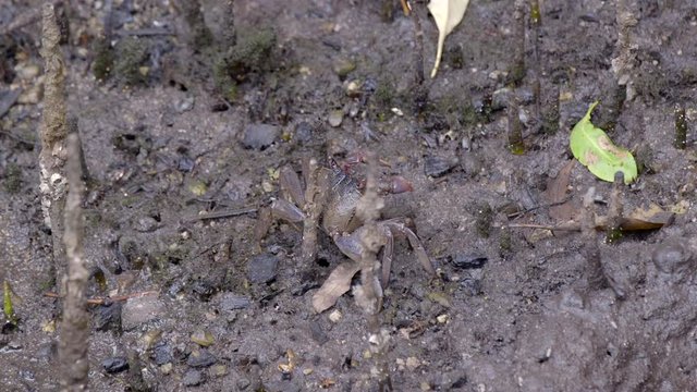 A Tiny Mud Crab Slowly Walking Away On A Muddy Ground - Close Up Shot