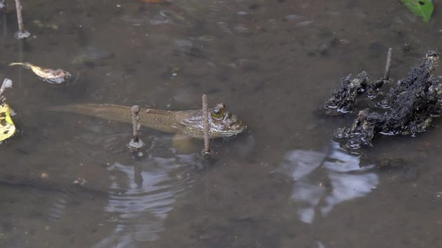 Sungei Buloh Wetland Reserve - A Small Mudskipper Stationery In A Muddy Water - Close Up Shot