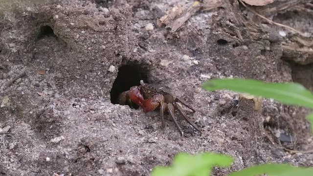 A Small Mud Crab With Red Claws Situated Outside Of A Burrow - Close Up Shot