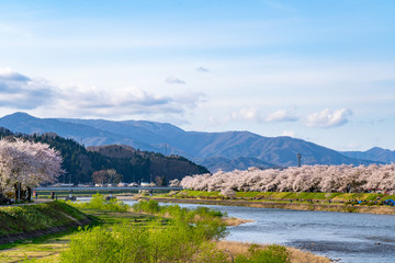 Fototapeta na wymiar Hinokinai River riverbank in springtime cherry blossom season sunny day. Visitors enjoy the beauty full bloom pink sakura trees flowers. Town Kakunodate, Semboku District, Akita Prefecture, Japan
