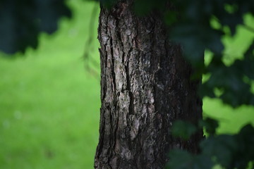 Bäume, magisch und schön.