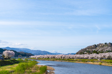 Fototapeta na wymiar Hinokinai River riverbank in springtime cherry blossom season sunny day. Visitors enjoy the beauty full bloom pink sakura trees flowers. Town Kakunodate, Semboku District, Akita Prefecture, Japan