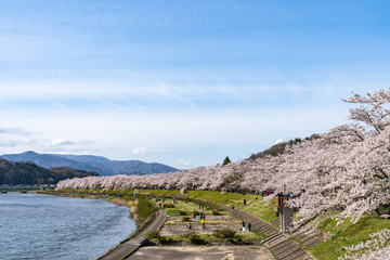 Hinokinai River riverbank in springtime cherry blossom season sunny day. Visitors enjoy the beauty full bloom pink sakura trees flowers. Town Kakunodate, Semboku District, Akita Prefecture, Japan