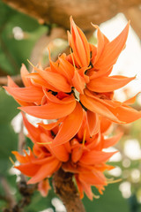 Fototapeta premium Bastard Teak Flower bloom in Khon Kaen, Thailand.