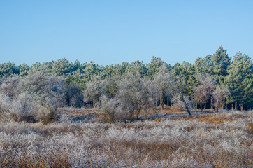 Clear winter day in a field of meadow grasses.
