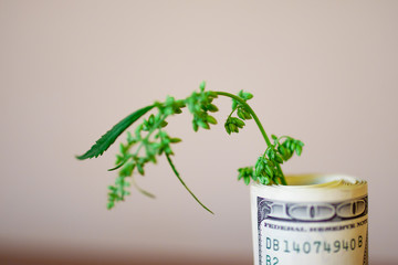 Cannabis finance, money and pot. Revenues in the marijuana industry and the medical industry. American dollar bill on cannabis leaves. The economy of hemp industry. Tax on weed