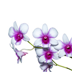 orchid image isolated on the white background.