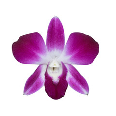 orchid image isolated on the white background.