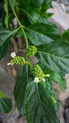 fruit and leaves
