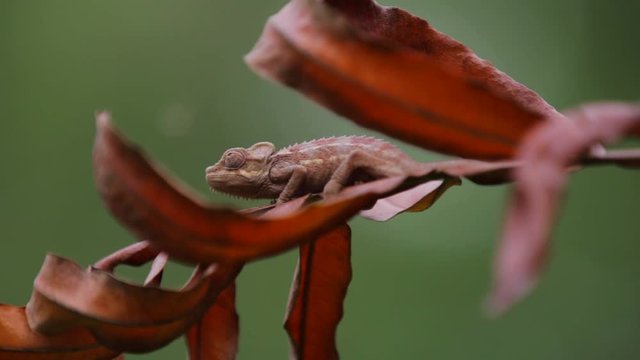 Wild chameleon blending in to dead leaves of tree against green bushes