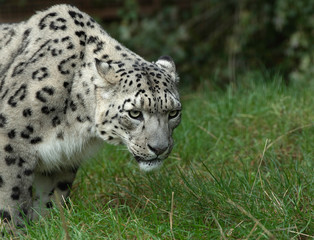 Fototapeta premium Snow Leopard