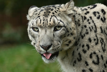 Snow Leopard
