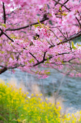 河津桜と菜の花
