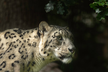 Fototapeta premium Snow Leopard
