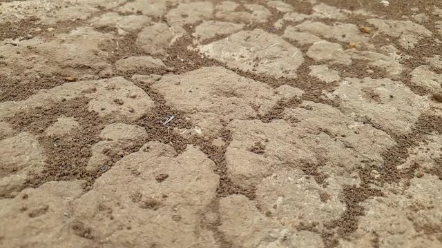 ant colony slow motion slide footage showing ants running over the ground and sand ready to protect and bite for their territory macro close up