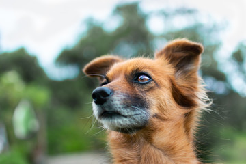 Portrait of a Dog