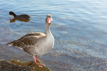 Closeup of a goose standing up in the transparent lake water.