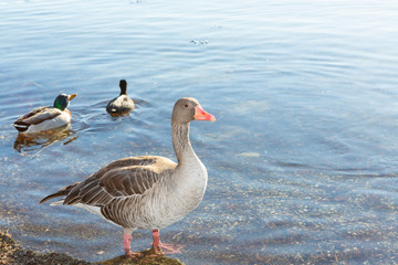 Closeup of a goose standing up in the transparent lake water.