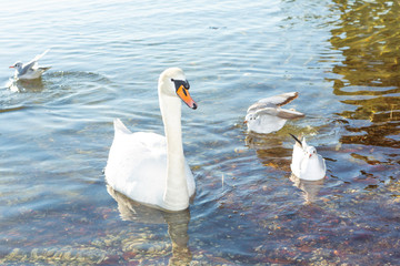 Naklejka premium Closeup of a swan swimming at the shore of the lake along with many other birds.