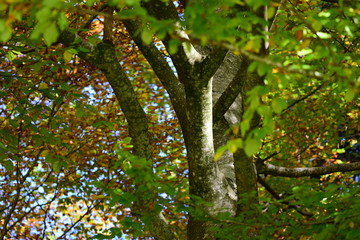 Bäume, magisch und schön.