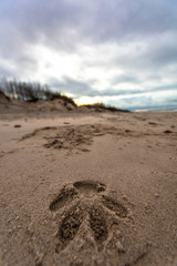 dog footprint on the sand of a beach