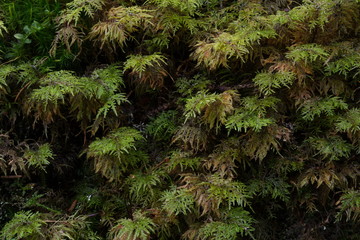 A closeup photo of moss Hylocomium splendens