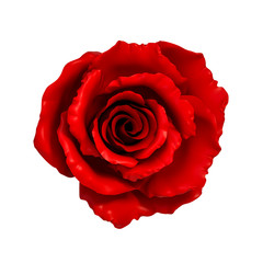 Red rose flower isolated on white background 3d rendering, top view. 3D illustration hot love and Valentines Day greeting card template minimal concept.
