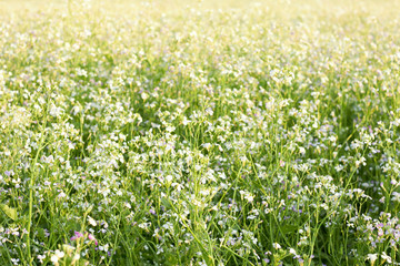 Obraz na płótnie Canvas Blooming field of rape plant in the meadow. beautiful background and backdrop, texture, copy space, closeup. Organic agriculture and farming concept