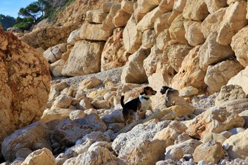 dogs on the rocks