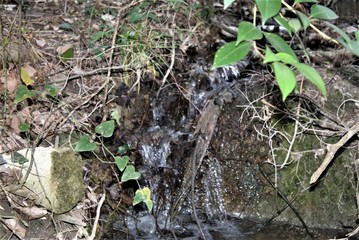 stream