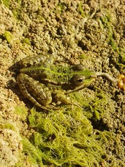 Amphibien grenouille crapaud en bord de riviere animal sauvage etat naturel