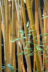 background with green bamboo