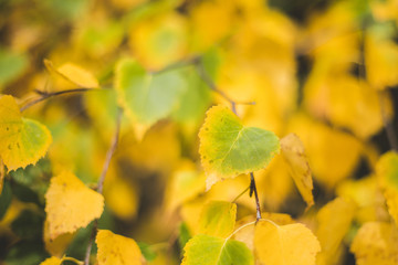 yellow leafs hanging from a tree 