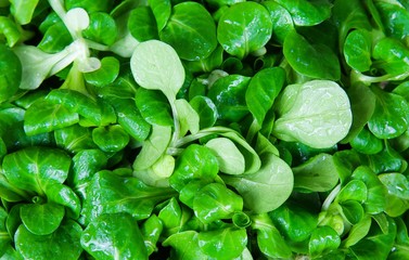 Full frame close up of wet fresh green lamb´s lettuce